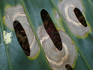 P8274747a.jpg